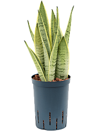 Easy-Care Snake Plant Sansevieria trifasciata 'Snow White' Indoor House Plants