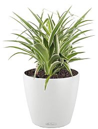Chlorophytum Atlantic in LECHUZA CLASSICO Color Self-watering Planter, Total Height 35 cm