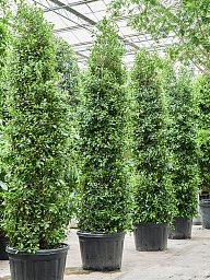 Lush Weeping Fig Ficus microcarpa ‘Nitida’ Tall Indoor House Plants Trees