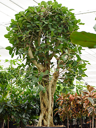 Lush Banyan Fig Ficus benghalensis (400-450) Tall Indoor House Plants Trees