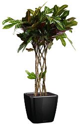 Codiaeum Cylinder in LECHUZA QUADRO LS Self-watering Planter, Total Height 120 cm