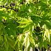 Lush Japanese Maple Acer Palmatum 'Osakazuki'