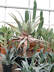 Photogenic Clanwilliam Aloe comosa Indoor House Plants