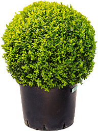 Photogenic Boxwood Buxus sempervirens