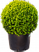 Photogenic Boxwood Buxus sempervirens