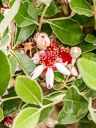 Acca sellowiana