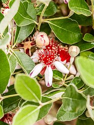 Acca sellowiana