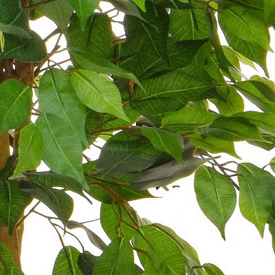 Ficus Contract Artificial Tree Plant