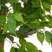 Ficus Contract Artificial Tree Plant
