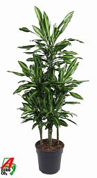 Colorful Corn Plant Dracaena fragrans 'Cintho' Indoor House Plants