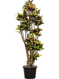 Colorful Croton (Codiaeum) variegatum 'Mrs. Iceton' Indoor House Plants