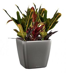 Codiaeum in LECHUZA QUADRO LS Self-watering Planter, Total Height 60 cm