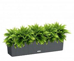 Nephrolepis Exaltata (Sword Fern) in LECHUZA BALCONERA Cottage Self-watering Planter, Total Height 5