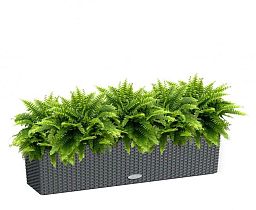 Nephrolepis Exaltata (Sword Fern) in LECHUZA BALCONERA Cottage Self-watering Planter, Total Height 5