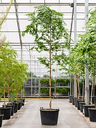 Lush Verawood Bulnesia arborea Tall Indoor House Plants Trees