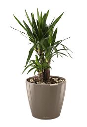 Yucca in LECHUZA CLASSICO LS Self-watering Planter, Total Height 80 cm
