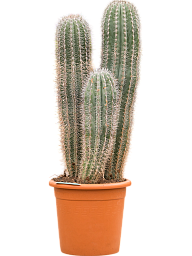 Easy-Care Mexican Giant Cactus Pachycereus pringlei Indoor House Plants