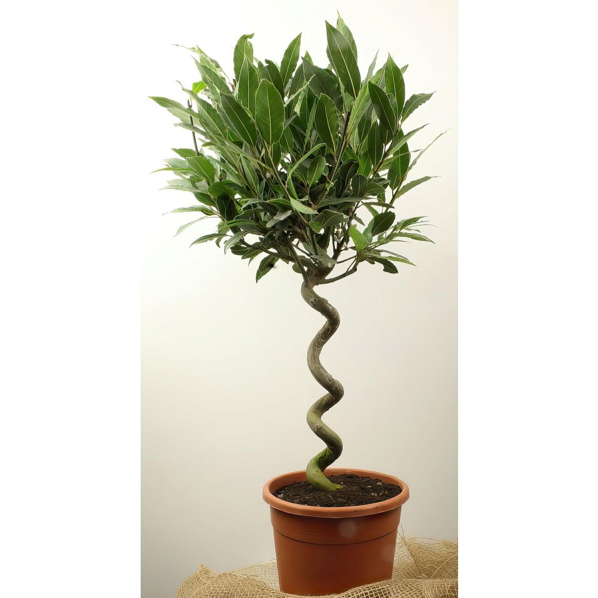 Lush Bay Tree Bay tree spiral stem standard (Laurus Nobilis) Outdoor Live Plant
