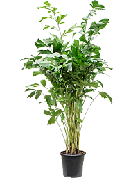 Lush Fishtail Palm Caryota mitis (650-725) Indoor House Plants