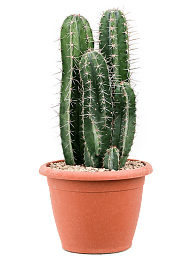 Easy-Care Gray Ghost Cactus Stenocereus pruinosus Indoor House Plants