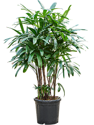 Tropical Lady Palm Rhapis excelsa Indoor House Plants