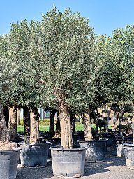 Showy Olive Olea europaea