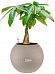 Pachira Aquatica in LECHUZA-PURO Self-watering Planter, Total Height 45 cm