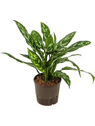 Lush Chinese Evergreen Aglaonema 'Maria' Indoor House Plants