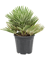 European Fan Palm Chamaerops humilis 'Vulcano' W35 H(47-55) cm, Potsiz...