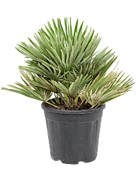 European Fan Palm Chamaerops humilis 'Vulcano'