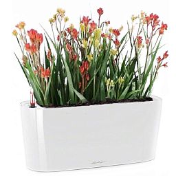 Blooming Anigozanthos (Kangaroo Paw) in LECHUZA DELTA Self-watering Planter, Total Height 45 cm