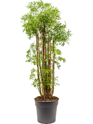 Lush Chinese Aralia (Polyscias) 'Ming' Indoor House Plants