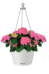 Blooming Hydrangea in LECHUZA NIDO Cottage Self-watering Hanging Planter, Total Height 80 cm