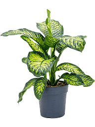 Lush Leopard Lily Dieffenbachia seguine 'Maroba' Indoor House Plants
