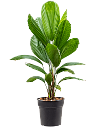 Lush Ruffled Fan Palm Licuala grandis Tall Indoor House Plants Trees