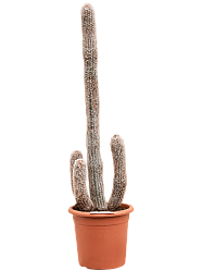 Easy-Care Old Man Cactus Espostoa laticornua Indoor House Plants