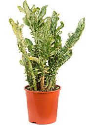 Cheerful Drooping Prickly Pear Cactus Opuntia monacantha variegata Indoor House Plants