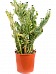 Cheerful Drooping Prickly Pear Cactus Opuntia monacantha variegata Indoor House Plants