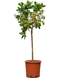 Cheerful Citrus lemon Tall Indoor House Plants Trees