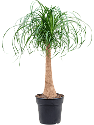 Tropical Ponytail Palm Beaucarnea recurvata Tall Indoor House Plants Trees