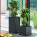 Insta-friendly Dracaena deremensis 'Warneckei' Tall Indoor House Plants Trees