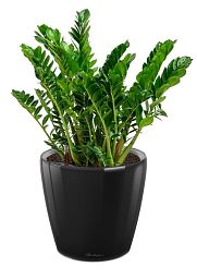 Zamioculcas in LECHUZA CLASSICO LS Self-watering Planter, Total Height 40 cm