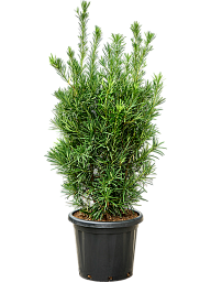 Lush Kusamaki Podocarpus macrophyllus Indoor House Plants