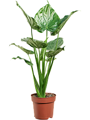Cheerful Elephant Ear Alocasia cucullata Indoor House Plants