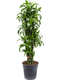 Insta-friendly Corn Plant Dracaena fragrans 'Dorado' Tall Indoor House Plants Trees
