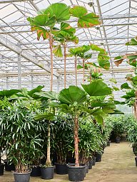 Lush Ruffled Fan Palm Licuala grandis Tall Indoor House Plants Trees