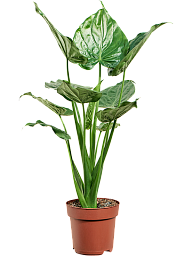 Cheerful Elephant Ear Alocasia cucullata Indoor House Plants