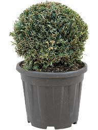 Photogenic English Yew Taxus baccata