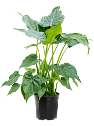 Cheerful Elephant Ear Alocasia cucullata Indoor House Plants