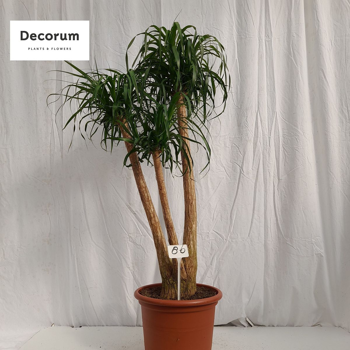 Tropical Ponytail Palm Beaucarnea recurvata Tall Indoor House Plants Trees